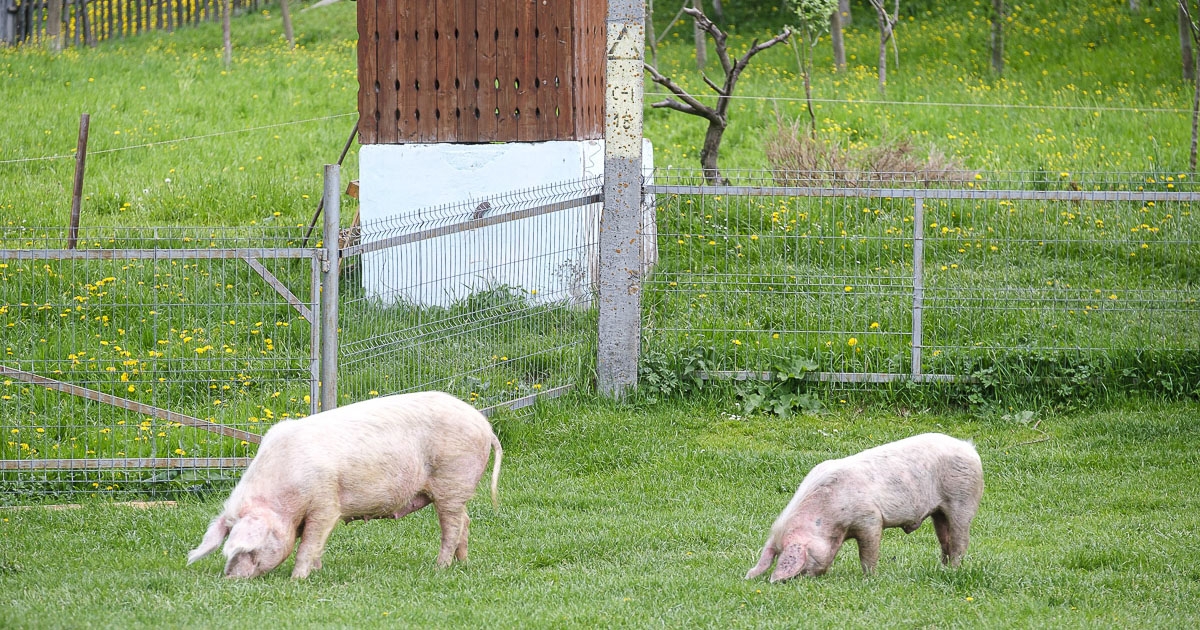 Felszámolták a fertőzött sertésállományt
